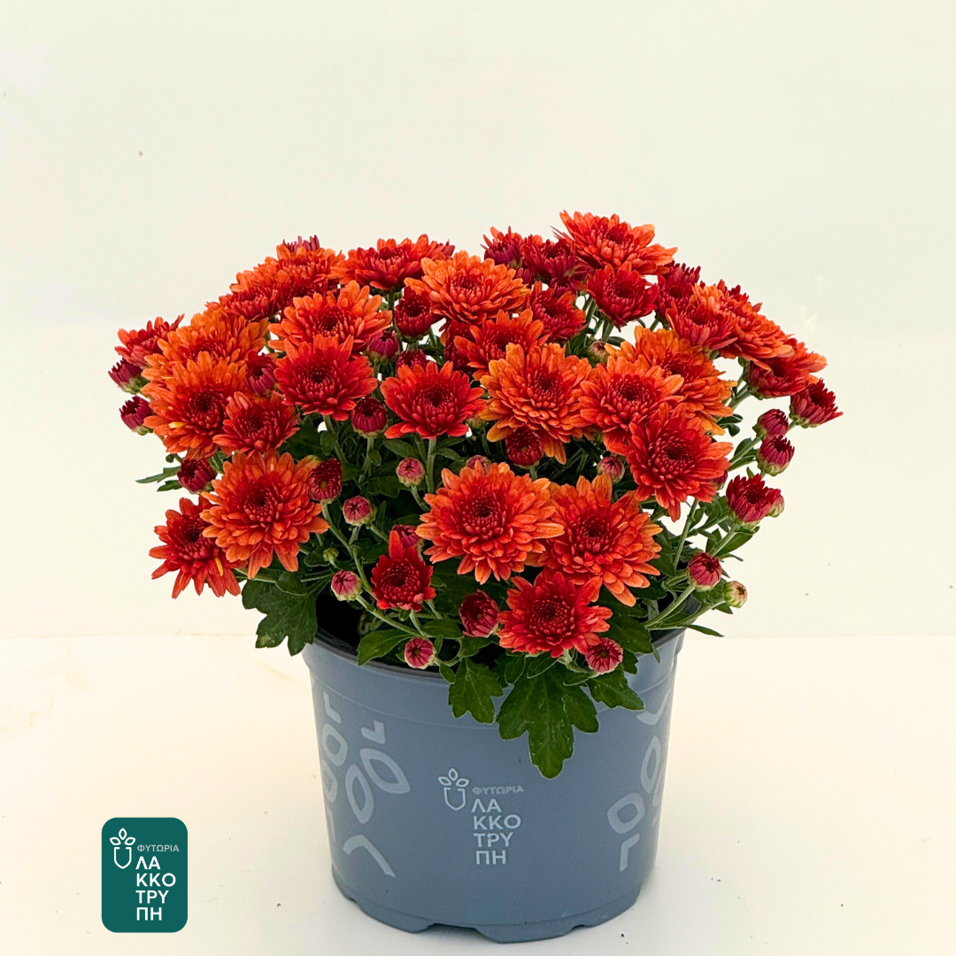 Chrysanthemums