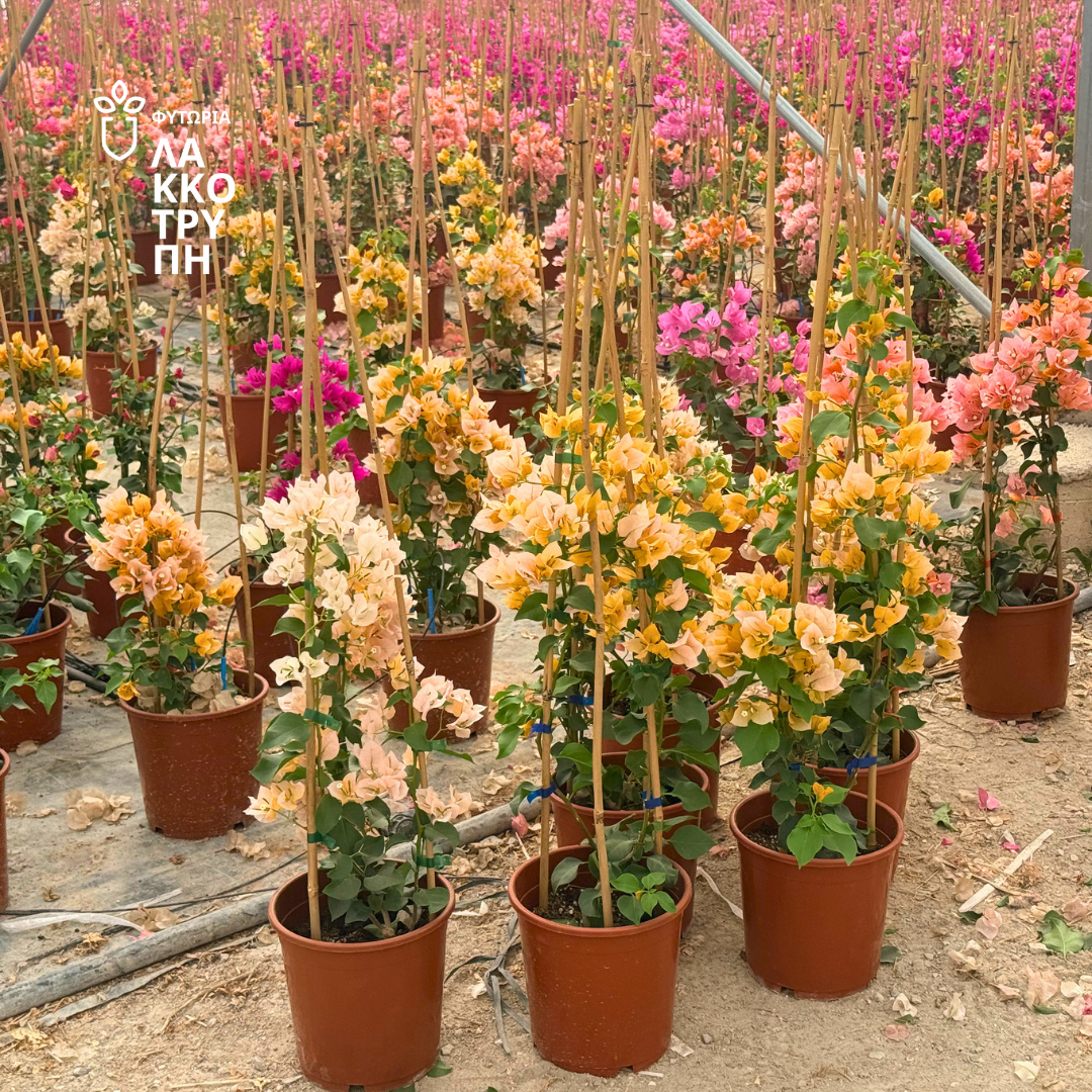 Bougainvillea 'Sanderiana' (Μπουκαμβίλια)