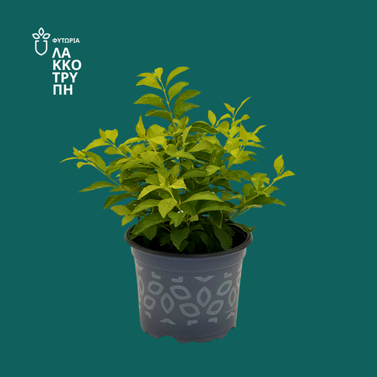Gold Duranta