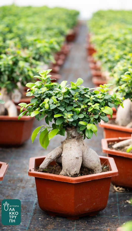 Bonsai Ficus
