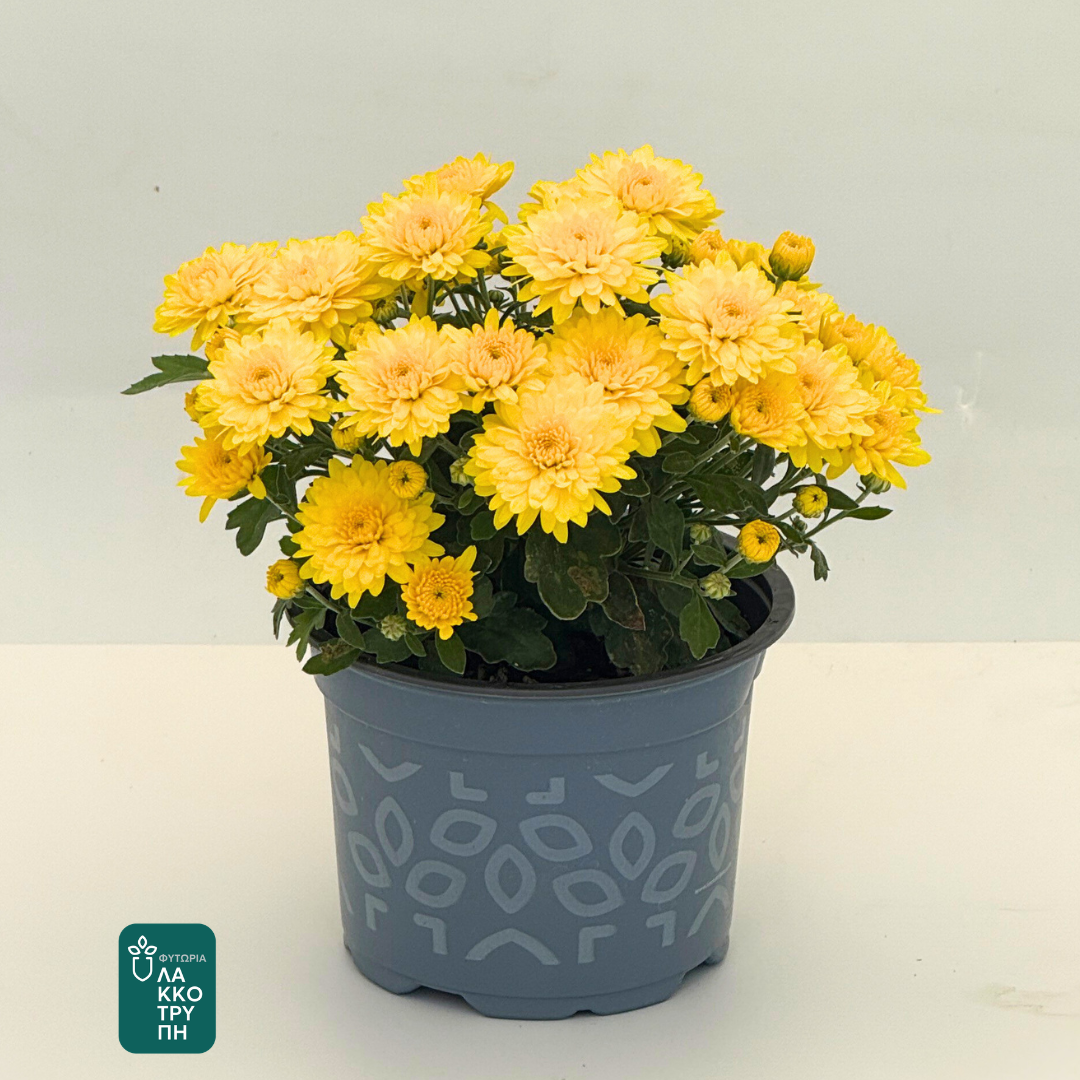 Chrysanthemums
