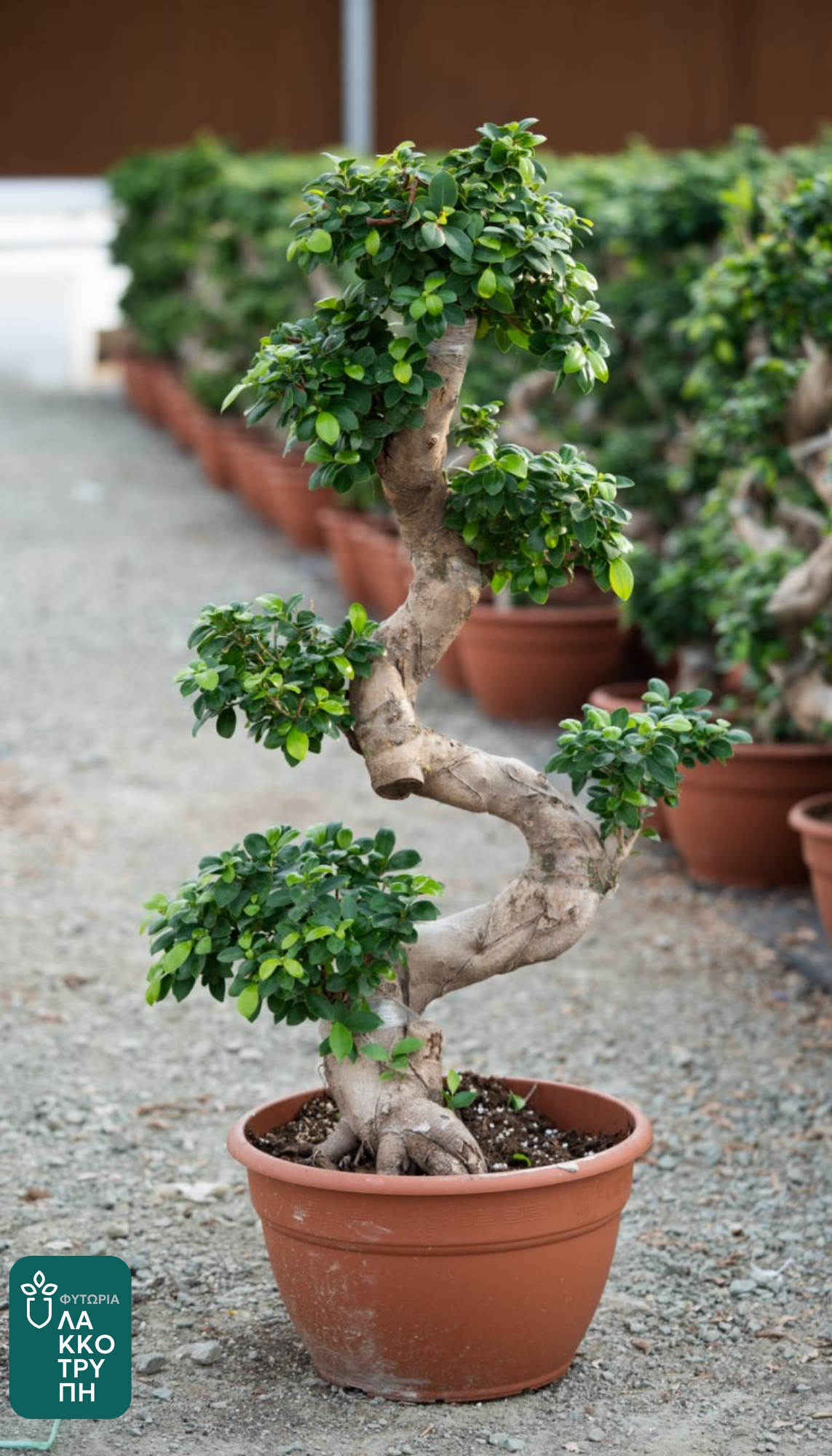 Bonsai Ficus
