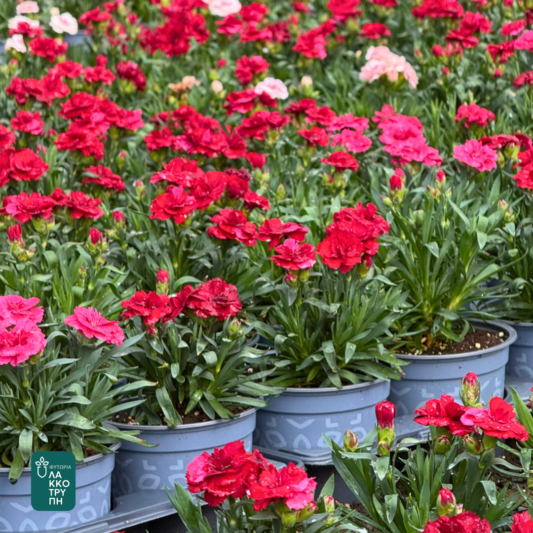 Dianthus