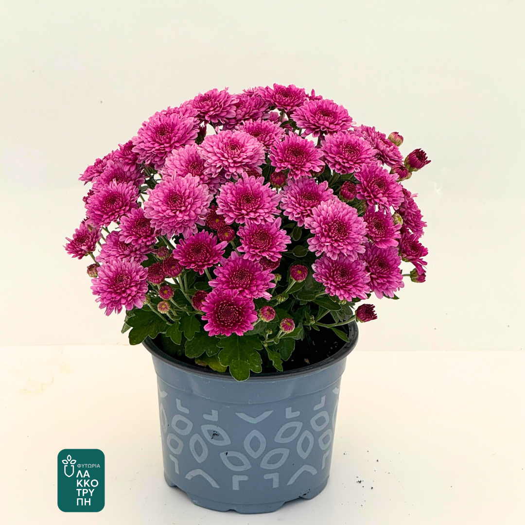Chrysanthemums