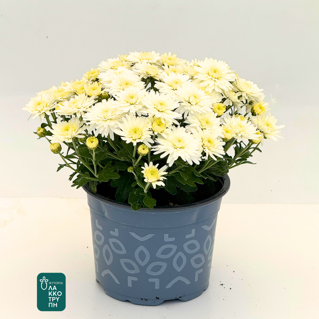 Chrysanthemums