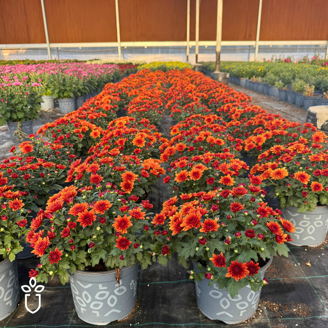 Chrysanthemums