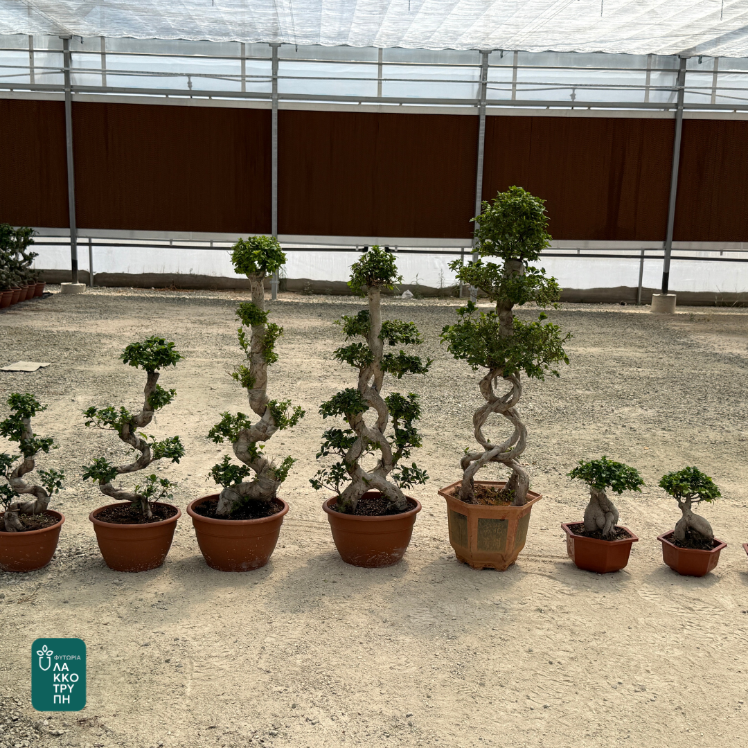 Bonsai Ficus