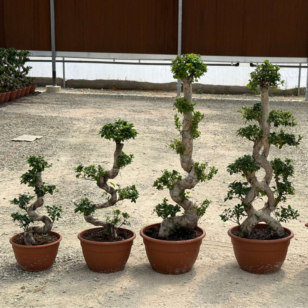 Bonsai Ficus
