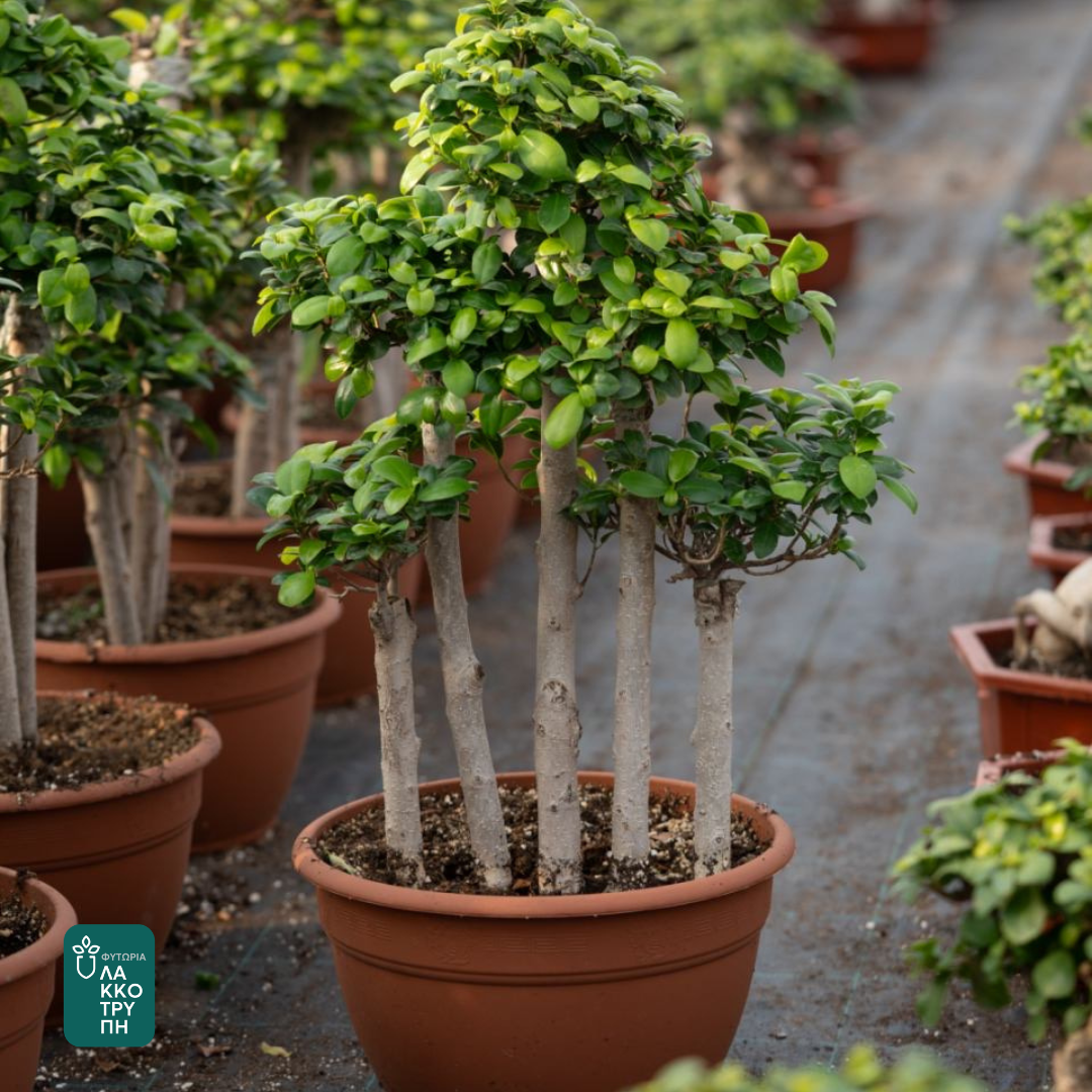 Bonsai Ficus