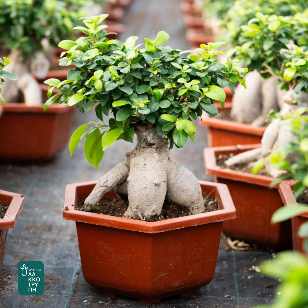 Bonsai Ficus