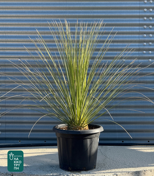 Dasylirion longissimum