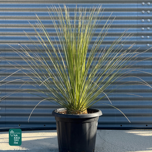 Dasylirion longissimum