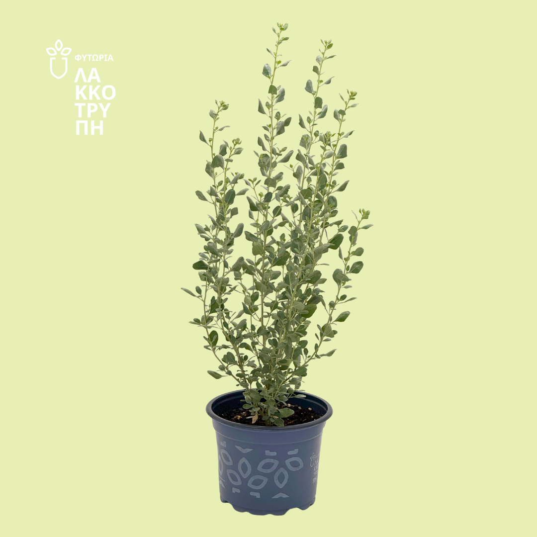 Atriplex halimus (Αλμυρίκι)