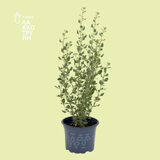 Atriplex halimus (Αλμυρίκι)