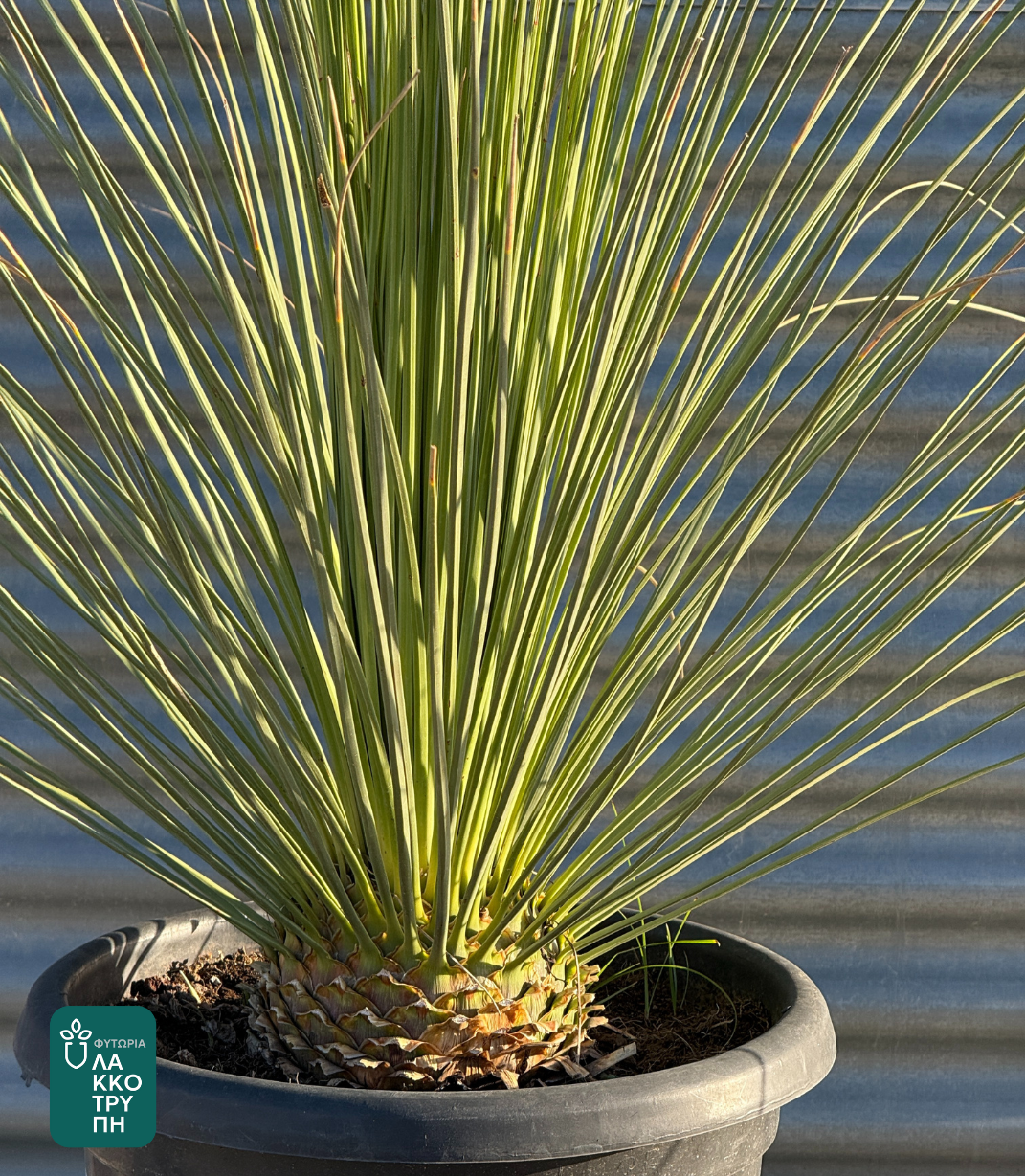 Dasylirion longissimum