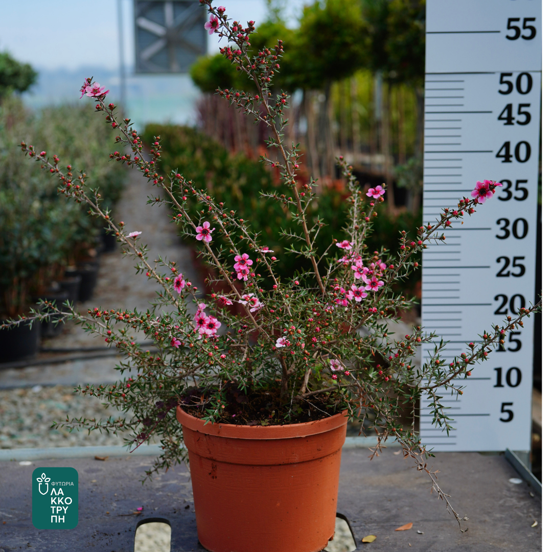 Leptospermum scoparium