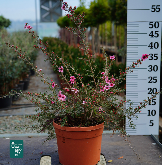 Leptospermum scoparium