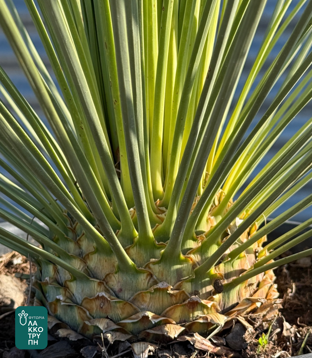 Dasylirion longissimum