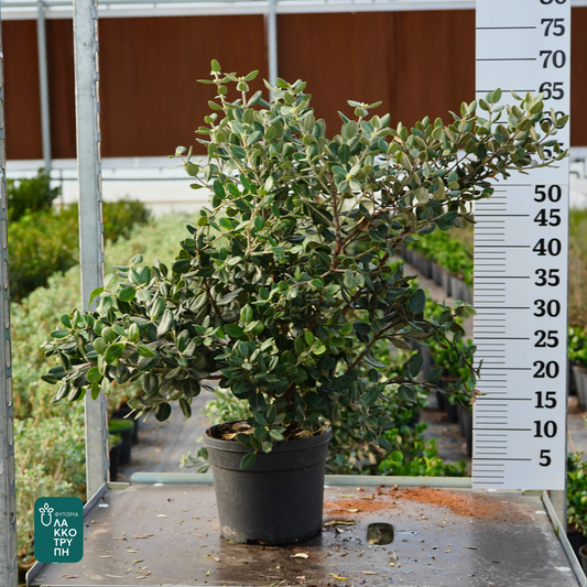 Metrosideros excelsa