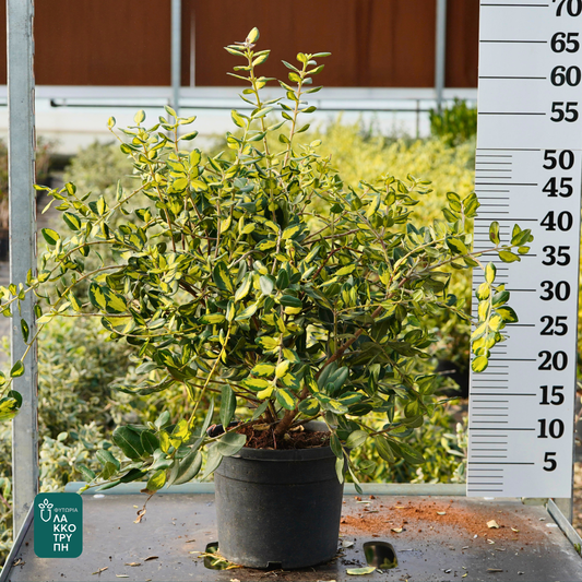 Metrosideros kermadecensis