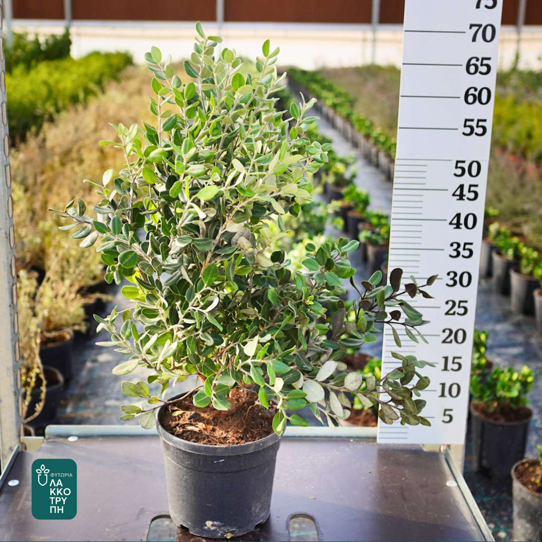 Metrosideros excelsa