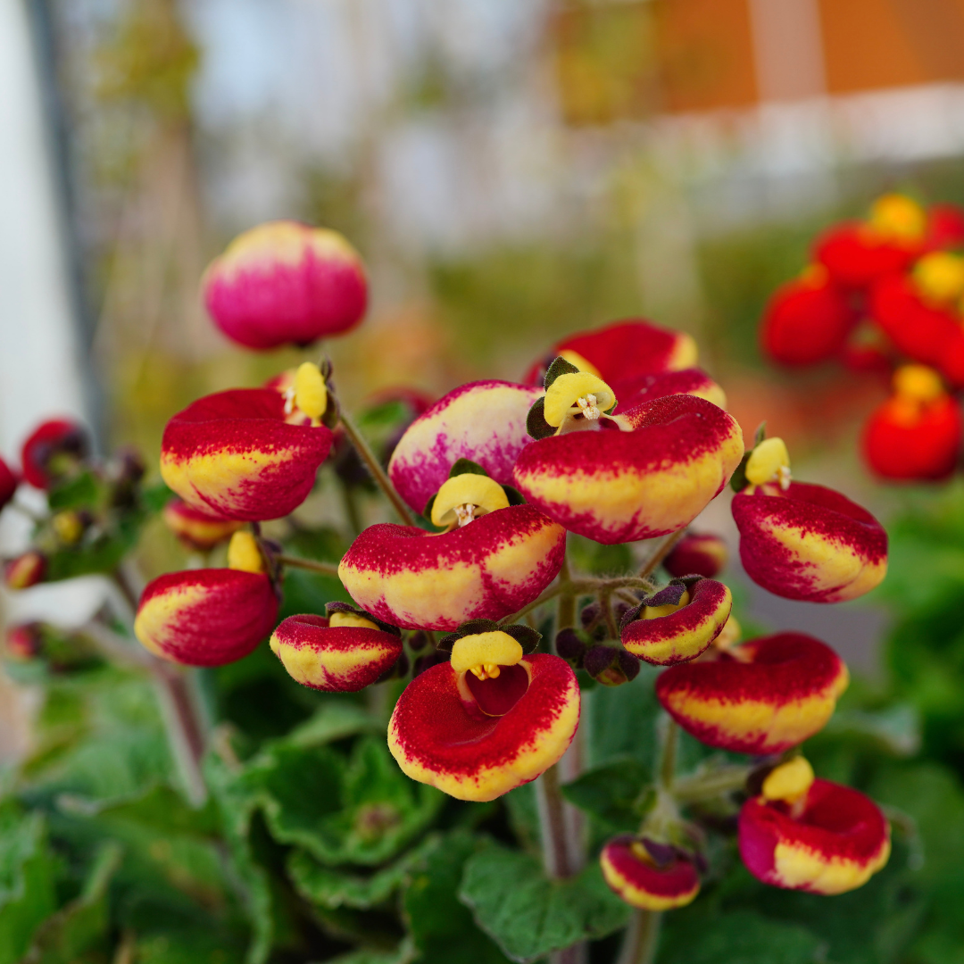 Calceolaria