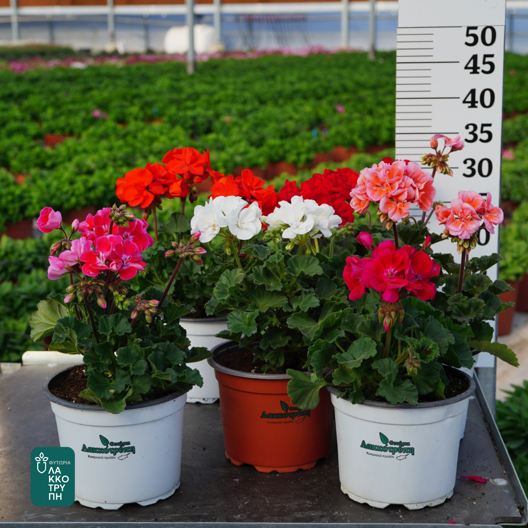 Pelargonium zonale