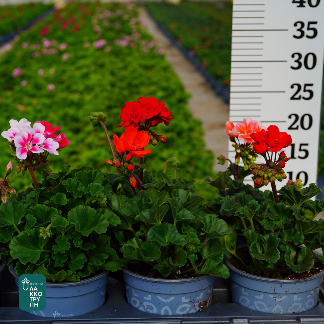 Pelargonium zonale