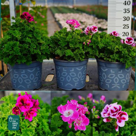 Pelargonium grandiflorum