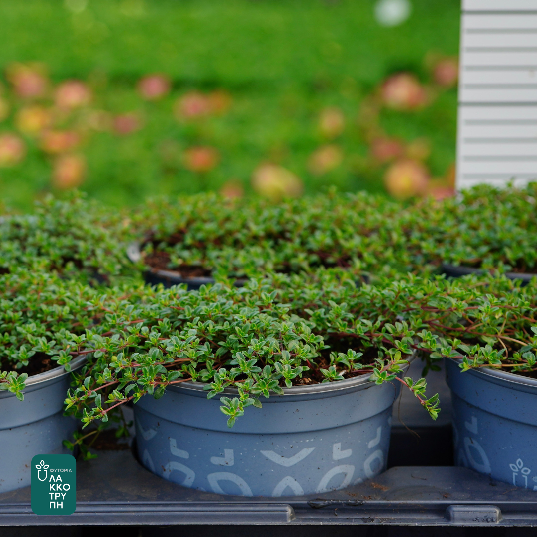 Thymus spp. 'Creeping Red'