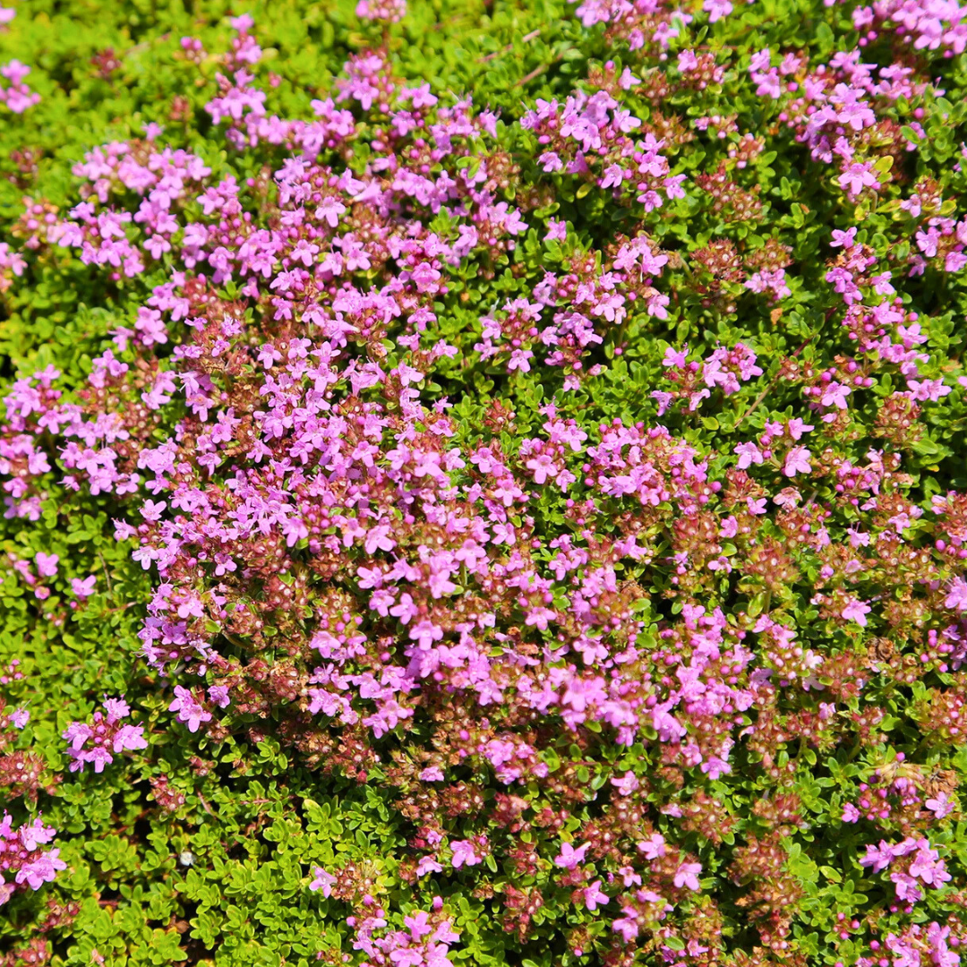 Thymus spp. 'Creeping Red'
