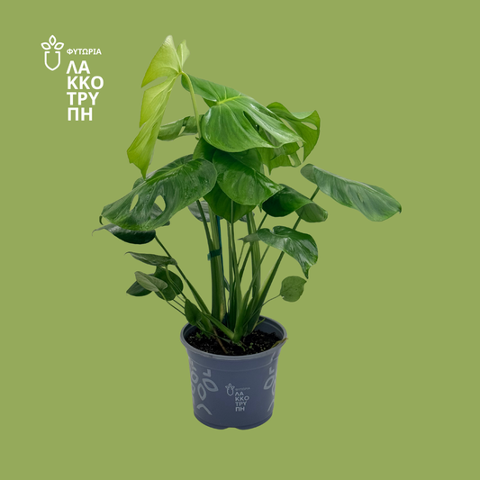 Monstera deliciosa (Μονστέρα)