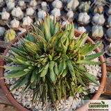 Agave victoria-reginae cristata