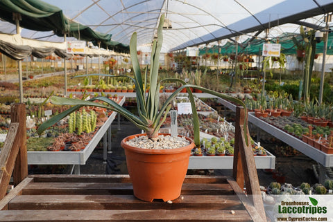 Aloe plicatilis