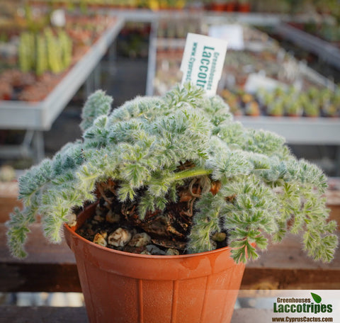 Pelargonium appendiculatum