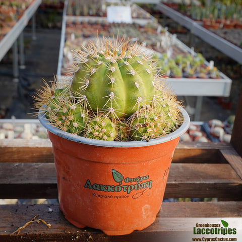 Gymnocalycium chacoense