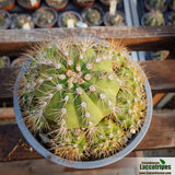 Gymnocalycium chacoense