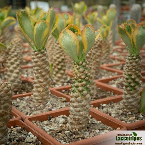 Euphorbia poissonii variegated