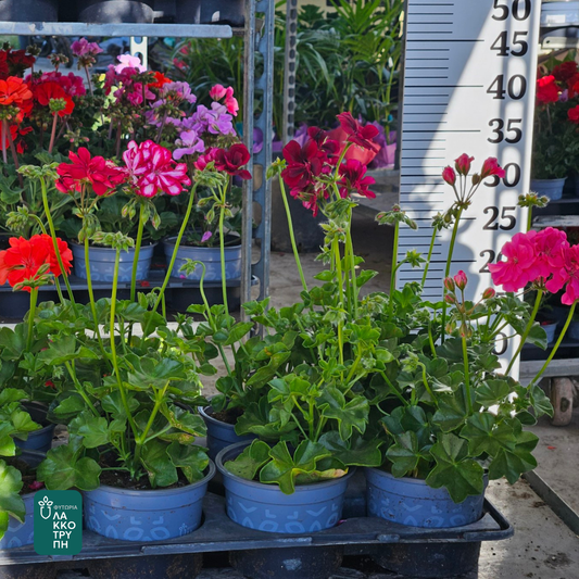 Pelargonium peltatum