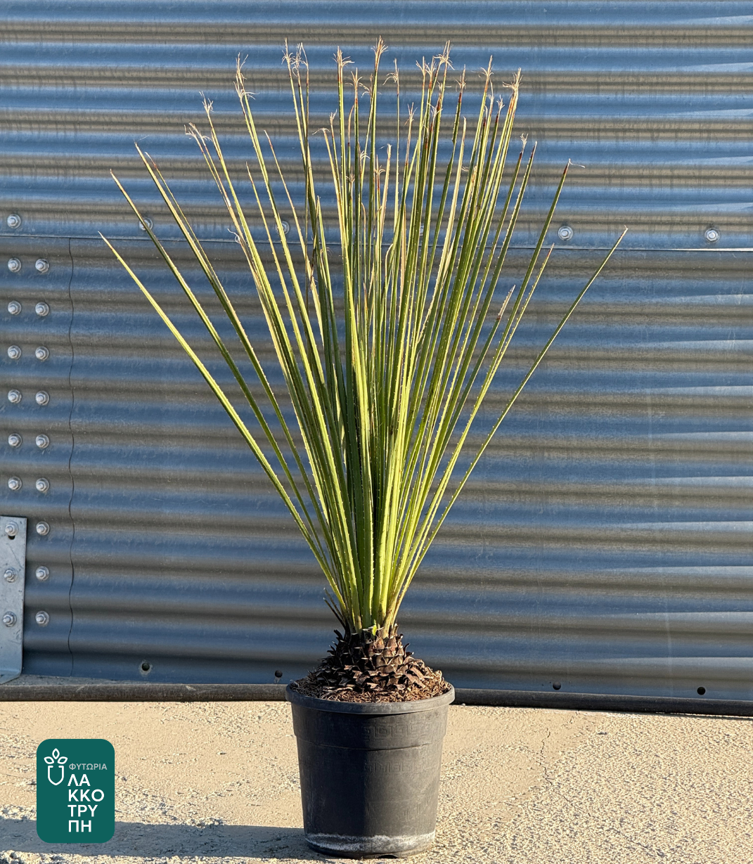 Dasylirion serratifolium