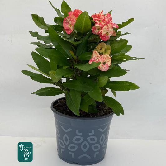 Euphorbia milii