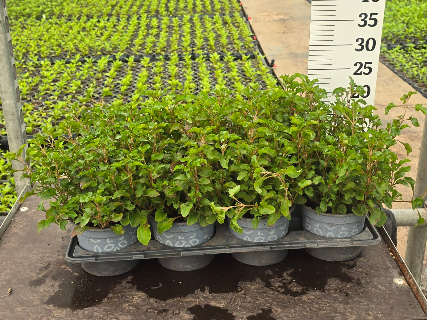 Alternathera 'curly leaves'