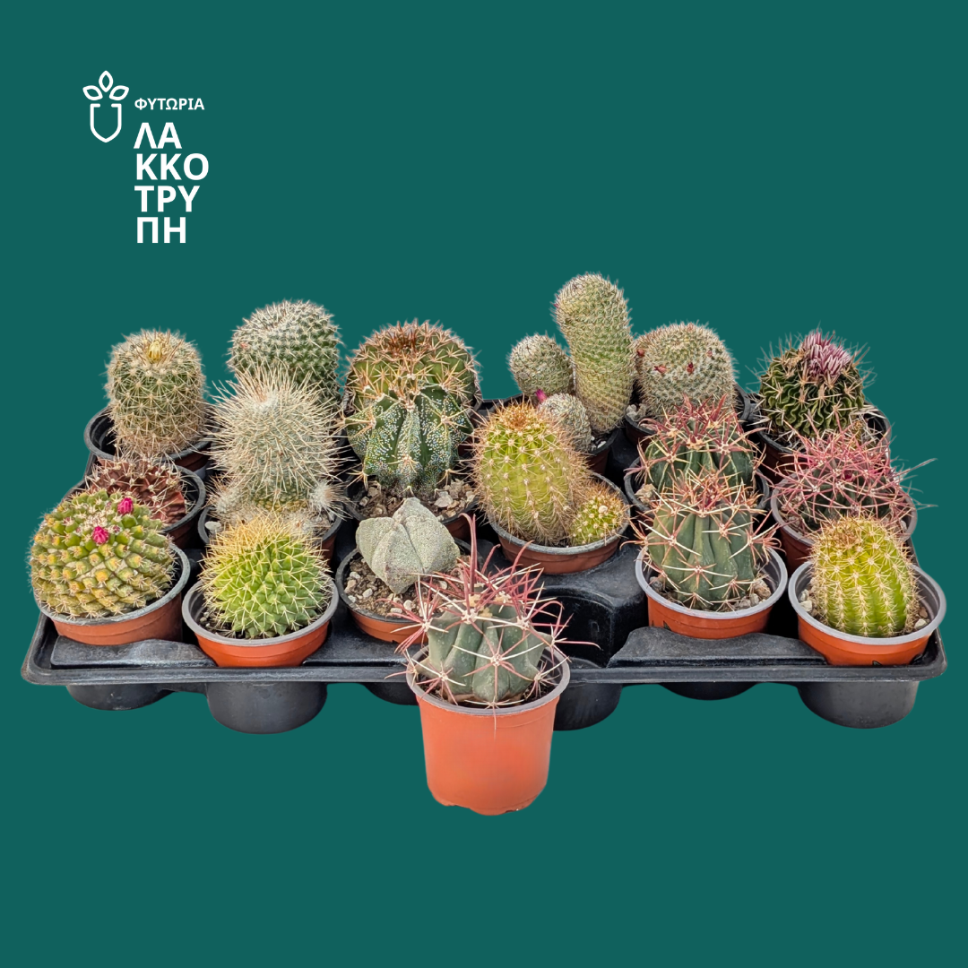 Cactus (main range)