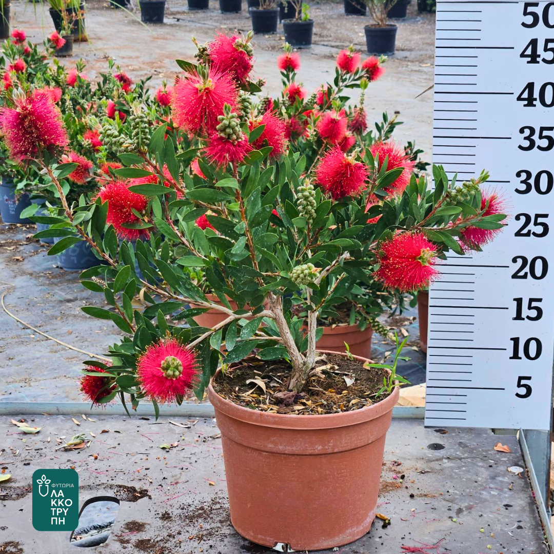 Callistemon laevis