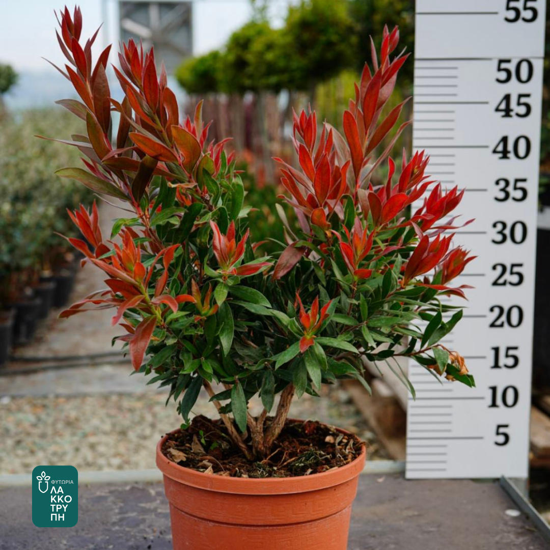 Callistemon 'Red Rocket'