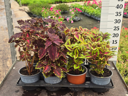 Coleus