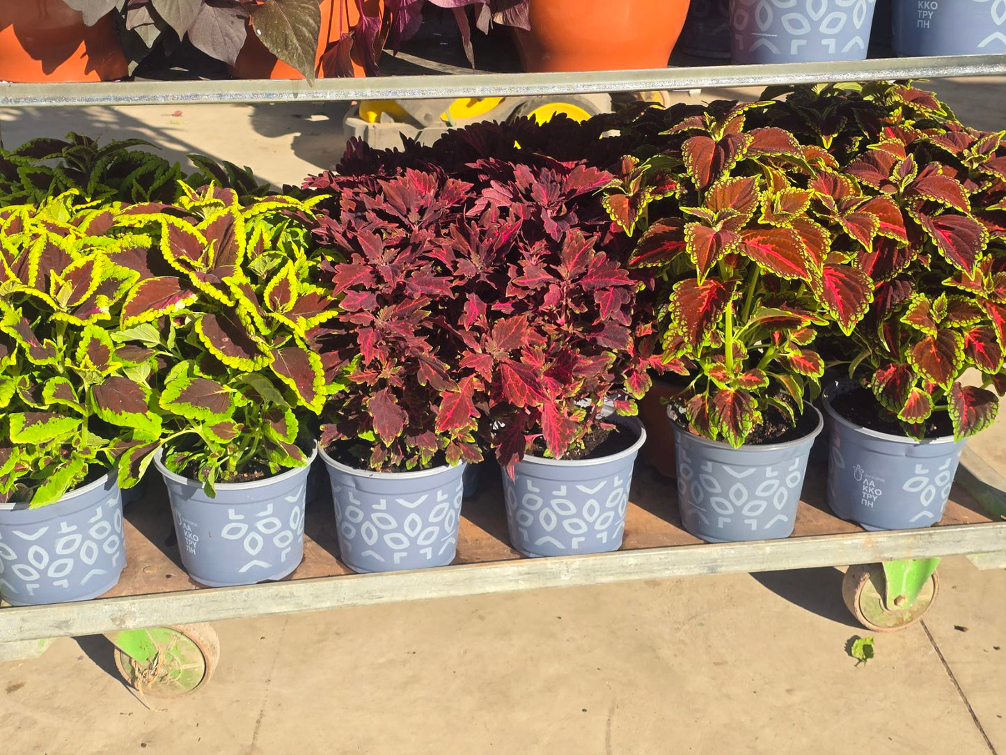 Coleus