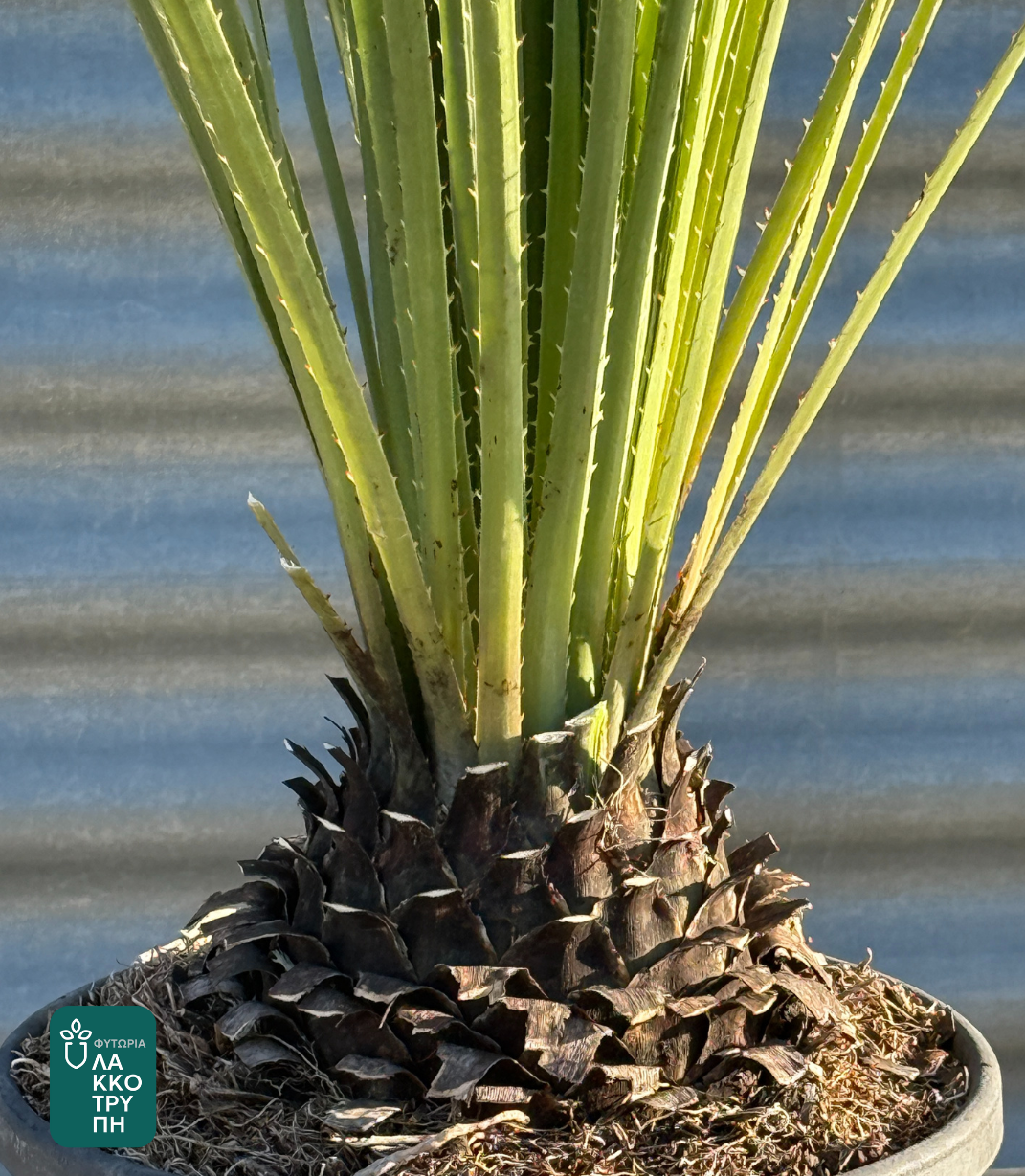 Dasylirion serratifolium