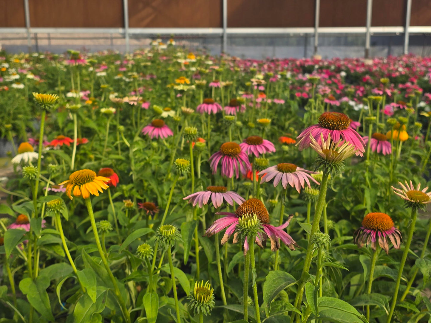 Echinacea (Coneflower)