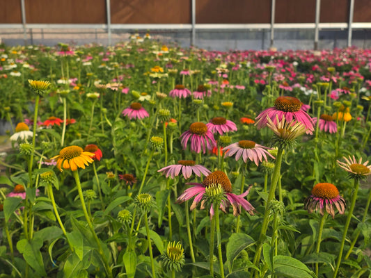 Echinacea (Coneflower)